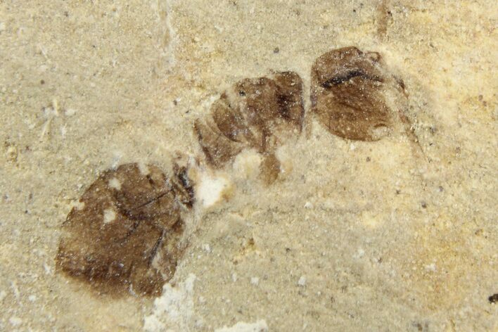 Fossil Ant (Formicidae) - Cereste, France #256053